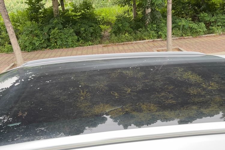 Used Wey VV5 2020 1.5T Two-Wheel Drive Smart Pioneer