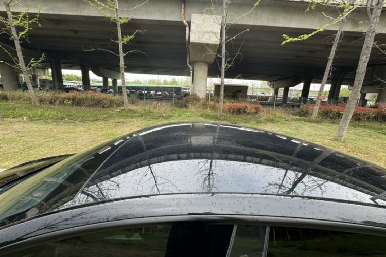 Used Tesla Model Y 2022 Rear-Wheel-Drive Version