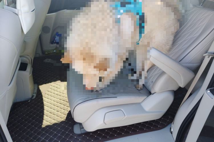 Used Buick GL8 2023 Land Executive Class Smart Enjoyment Model