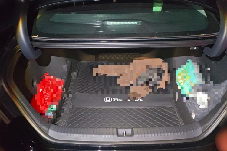 Used Honda Accord 2025 Sport Series 260TURBO Luxury Edition