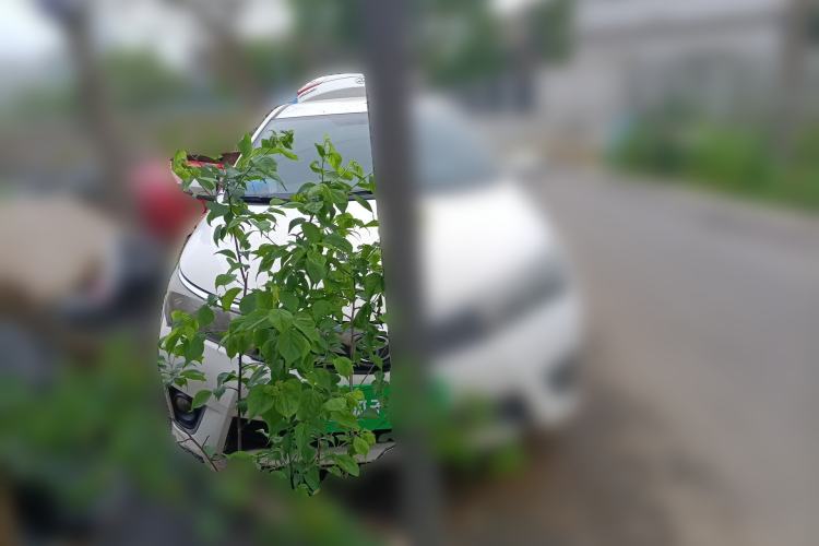 Used Toyota Corolla 2014 1.6L CVT GL Front Right 45 Deg