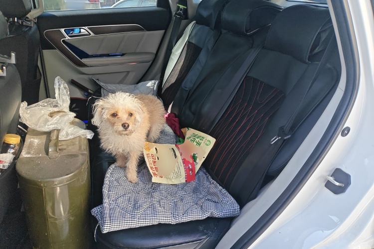 Used Haval H6 Coupe 2015 Blue Label 2.0T Manual Two-Wheel-Drive Elite Model