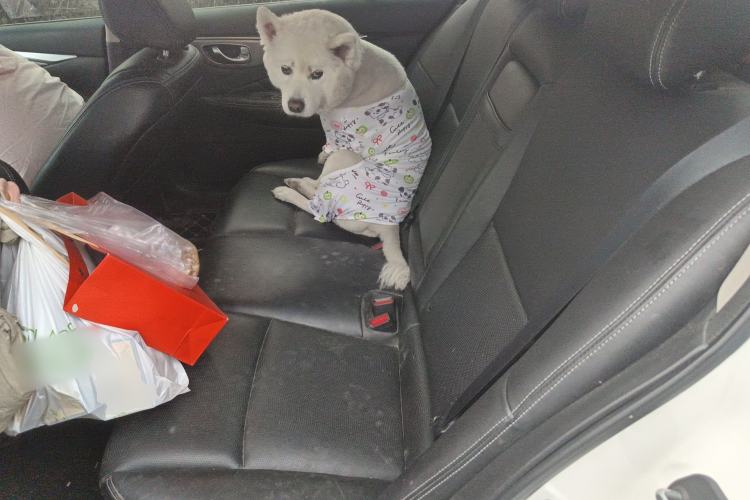 Used Infiniti Q50L 2015 2.0T Enjoyment Edition Left Rear Seat