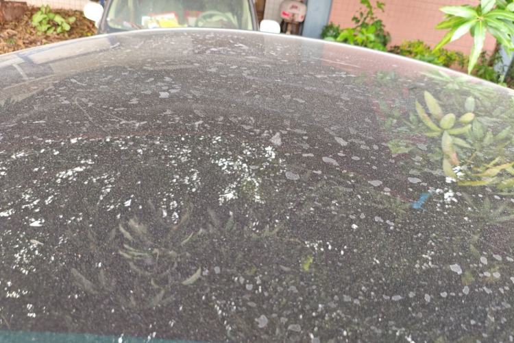 Used Tesla Model Y 2021 Standard Range Rear-Wheel Drive Version Roof