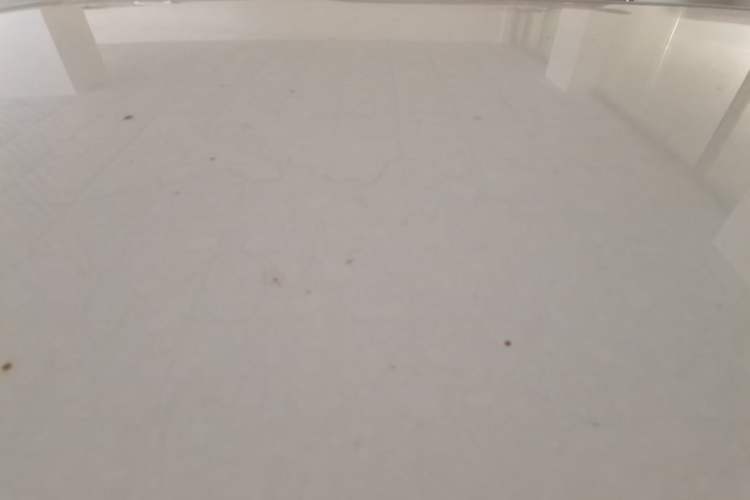 Used Changan Lumin 2025 205 km Xiangqin Version
