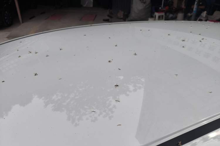 Used Honda Fit 2018 1.5L CVT Comfort Version