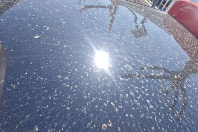 Used Chery QQ Little Ant 2022 Sweet Pink Edition Half-Sugar Version Lithium Iron Phosphate 29.2 kWh 30 kW 301 km Roof