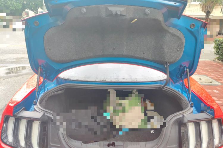 Used Ford Mustang 2019 2.3L EcoBoost Trunk