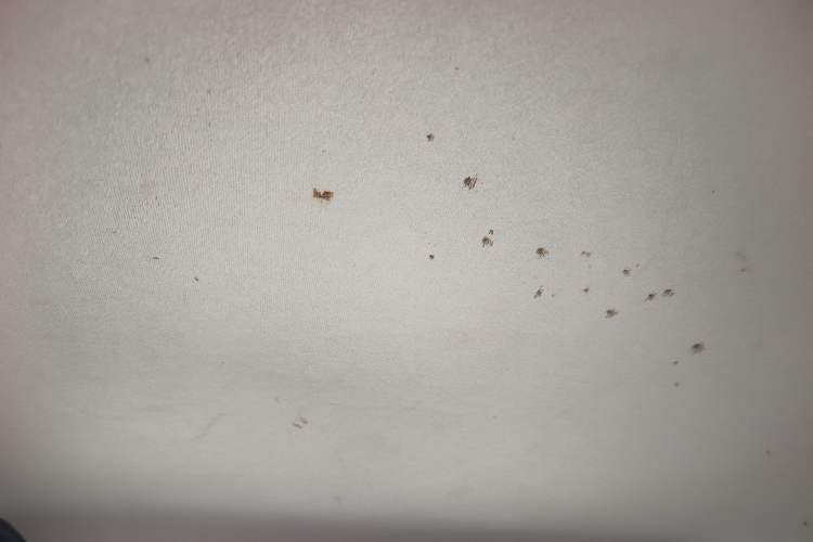 Used Volkswagen Santana 2016 1.6L Manual Fashion Edition
