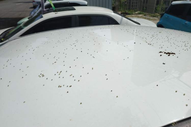 Used Geely Auto Emgrand New Energy 2022 EV Pro Ride-Hailing Version Lithium Iron Phosphate
