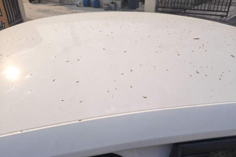 Used Volkswagen Lamando 2021 230TSI DSG Fashion Edition
