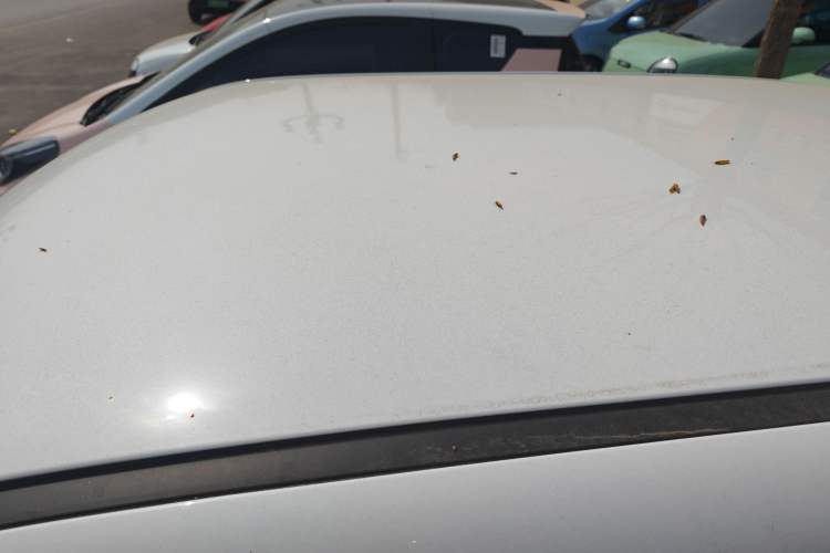 Used CHANGAN NEVO Lumin 2025 205 km Xiangqin Version