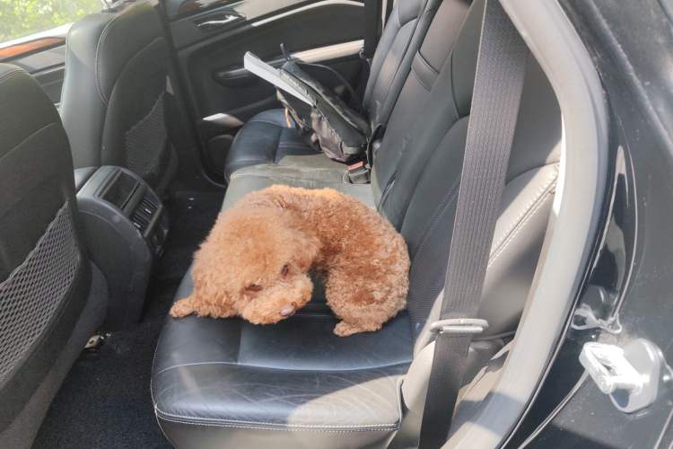 Used Cadillac SRX 2013 3.0L Elite Model
