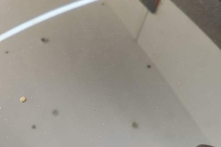 Used Tesla Model Y 2025 Rear-Wheel-Drive Version