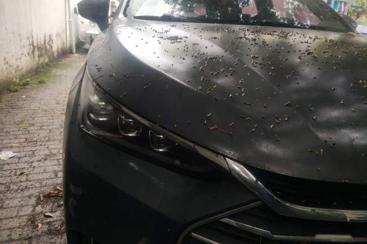 Used BYD Tang 2019 2.0T Automatic SmartConnect Prestige 7-Seater China VI Standard Right Front Headlight