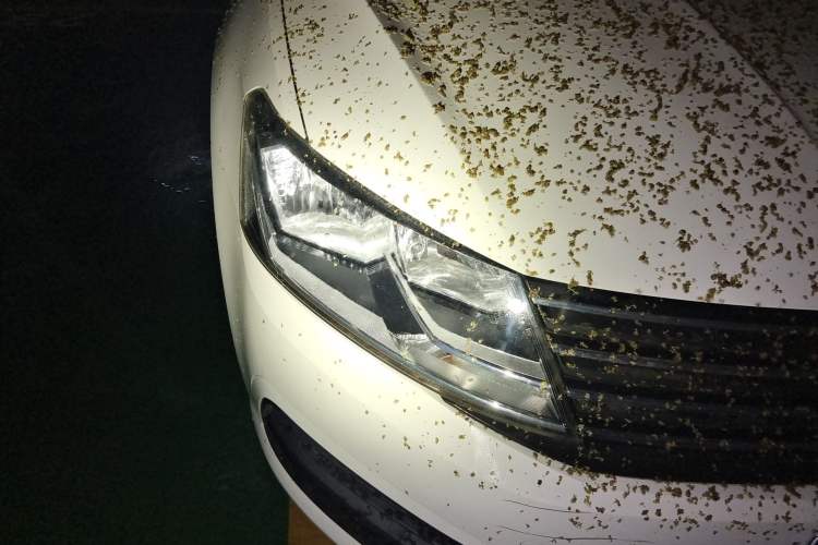 Used Volkswagen Lavida 2015 1.6L Automatic Fashion Edition Right Front Headlight