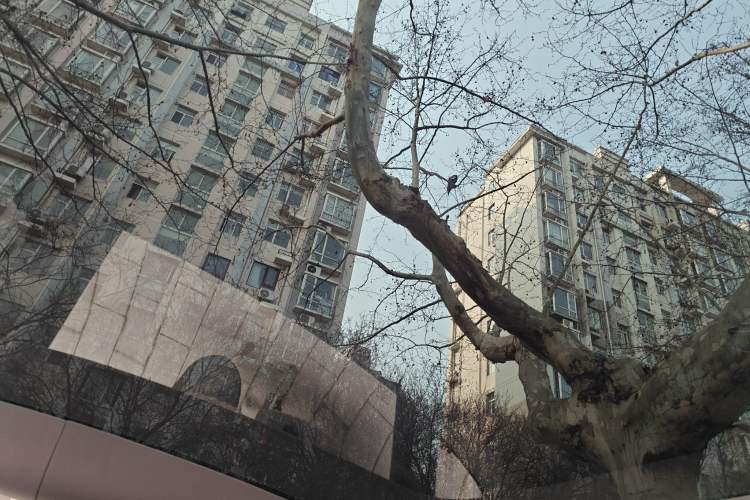 Used Tesla Model Y 2023 Rear-Wheel-Drive Version Headliner