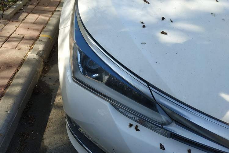 Used Toyota Corolla 2017 Revised Dual-Engine 1.8L E-CVT Elite Edition Right Front Headlight